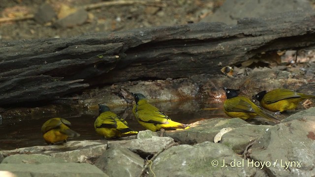 Black-headed Bulbul - ML201503721