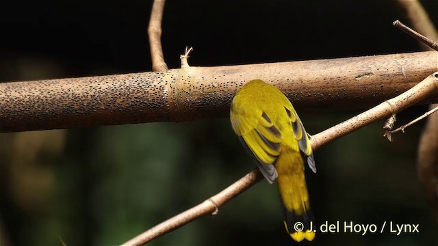 Black-headed Bulbul - ML201503731