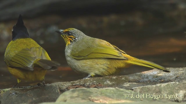 Bulbul de Finlayson - ML201503811