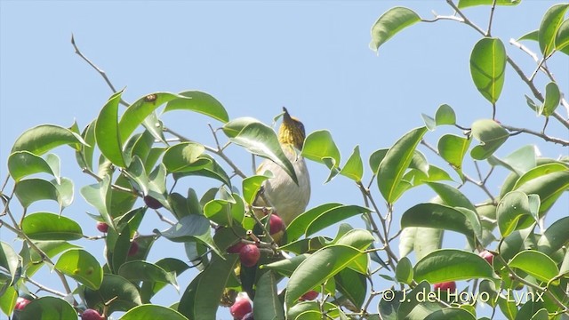 Stripe-throated Bulbul - ML201503831