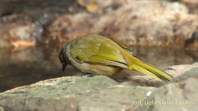 Bulbul de Finlayson - ML201503841