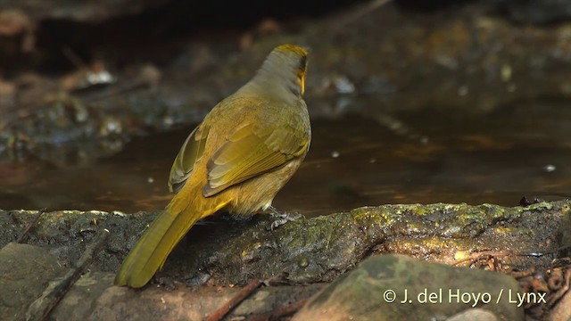 Stripe-throated Bulbul - ML201503851