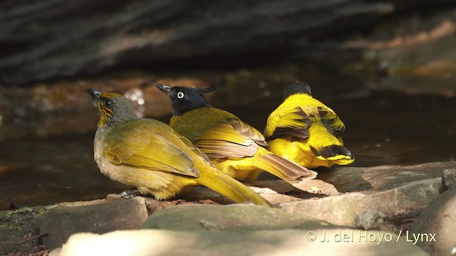 Bulbul de Finlayson - ML201503861