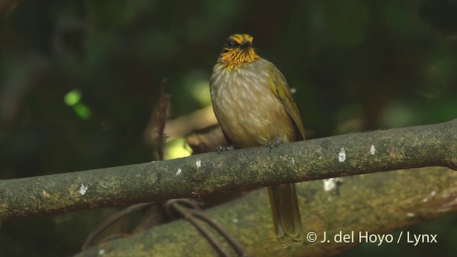 Stripe-throated Bulbul - ML201503871