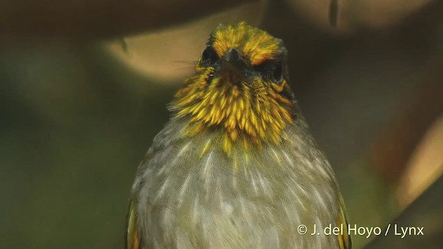 Stripe-throated Bulbul - ML201503881