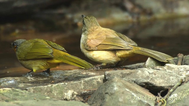 Bulbul de Finlayson - ML201503891