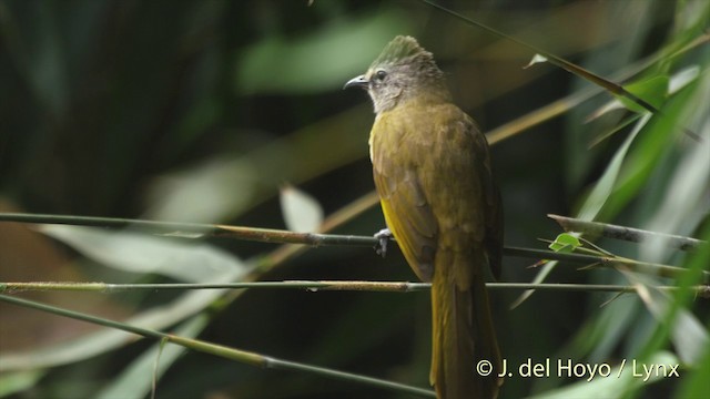 Flavescent Bulbul - ML201503901