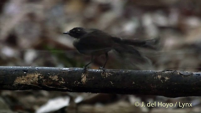 Ошейниковая веерохвостка - ML201504061