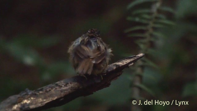 Schwarzbrauen-Buschtimalie - ML201504081