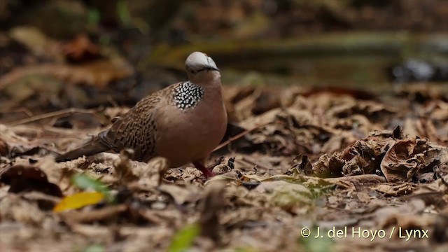 Tórtola Moteada (oriental) - ML201504111