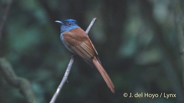 ブライスサンコウチョウ - ML201504121