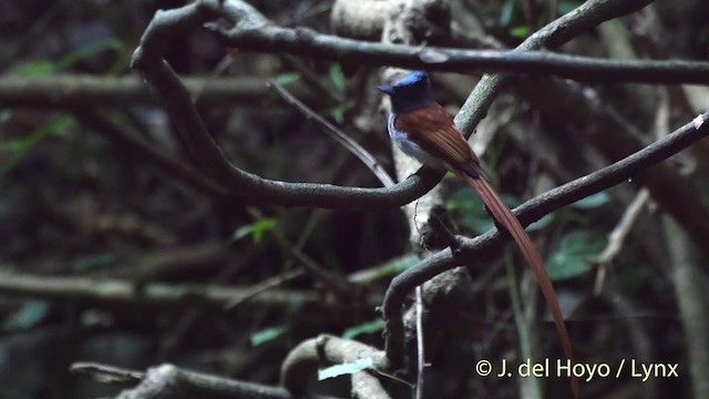 ブライスサンコウチョウ - ML201504141