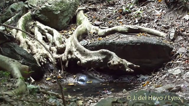 ブライスサンコウチョウ - ML201504151