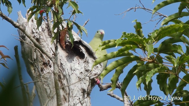 Thick-billed Green-Pigeon - ML201504161