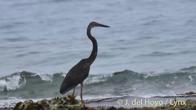 Garza de Sumatra - ML201504201