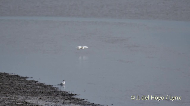 Little Egret (Western) - ML201504211