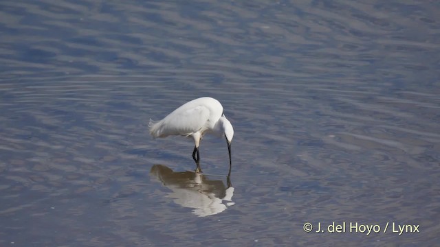 Little Egret (Western) - ML201504231