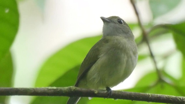 Ak Yakalı Manakin - ML201504391