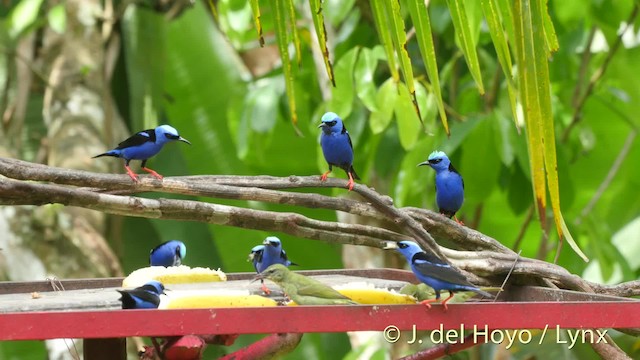 Red-legged Honeycreeper - ML201504441