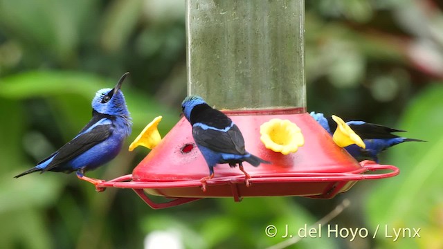 Red-legged Honeycreeper - ML201504451