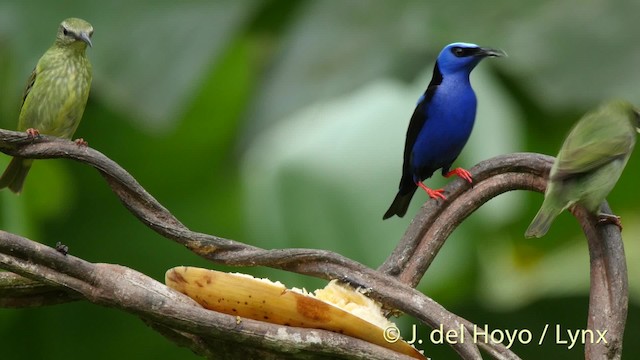 Red-legged Honeycreeper - ML201504461