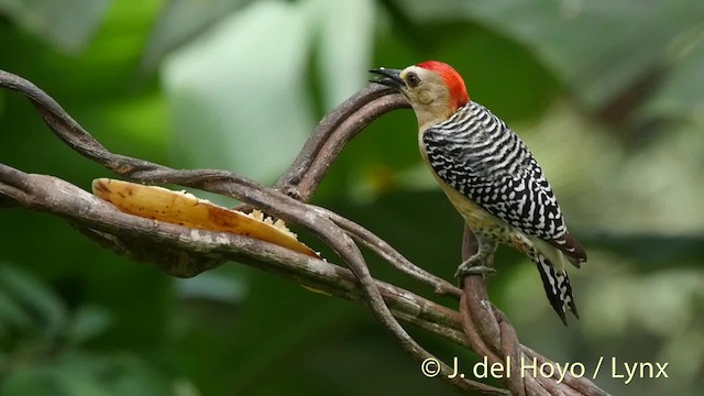 Carpintero Coronirrojo - ML201504471