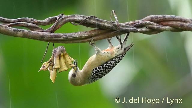 Red-crowned Woodpecker - ML201504481