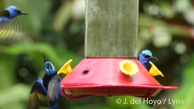 Red-legged Honeycreeper - ML201504551