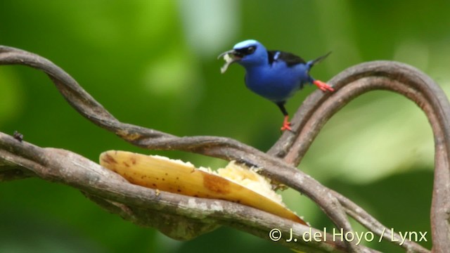 Red-legged Honeycreeper - ML201504561