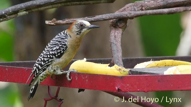 Carpintero Coronirrojo - ML201504571