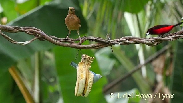 Crimson-backed Tanager - ML201504631