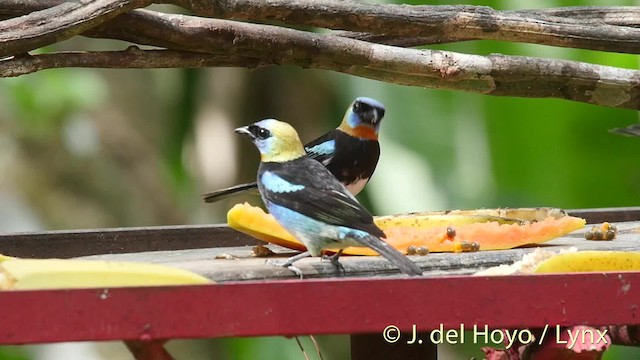 Golden-hooded Tanager - ML201504661