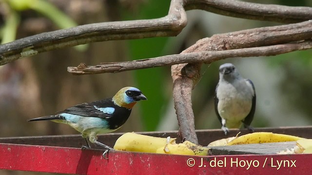 Golden-hooded Tanager - ML201504671