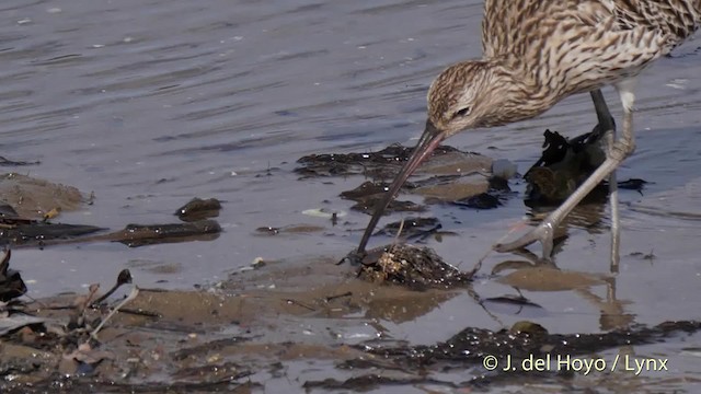 Eurasian Curlew - ML201504731