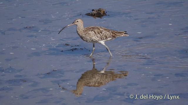 Eurasian Curlew - ML201504751