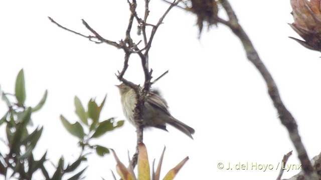 Fiofío Montano - ML201504791