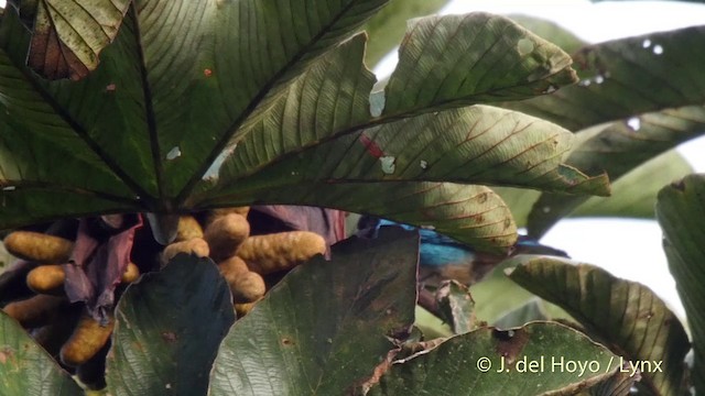 Black-capped Tanager - ML201504841