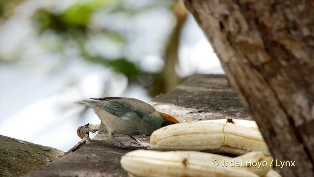 Scrub Tanager - ML201504851