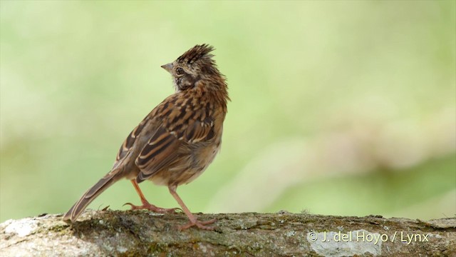 アカエリシトド（capensis グループ） - ML201504861