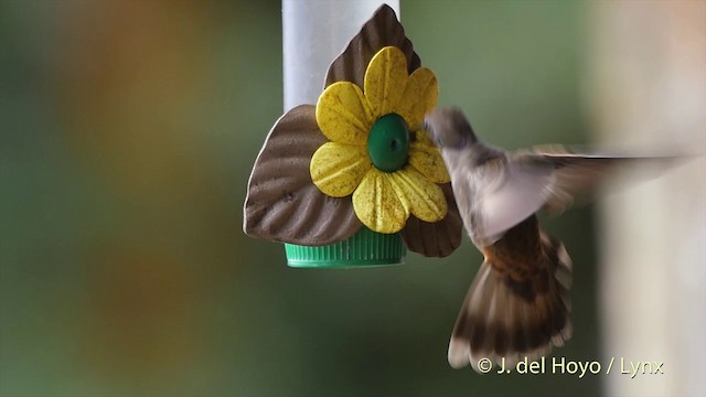 Brown Violetear - ML201504911