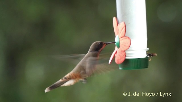 Brown Violetear - ML201504931