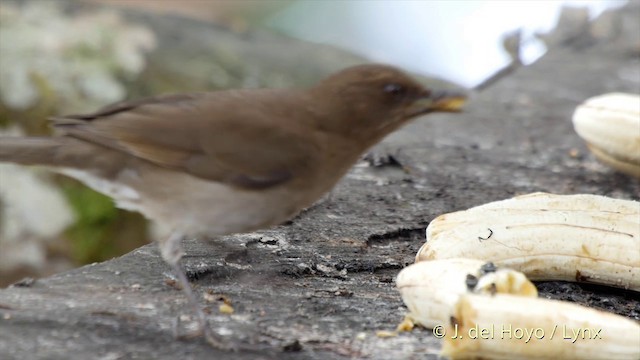 Black-billed Thrush (Drab) - ML201504991