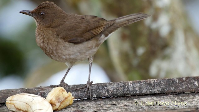 Black-billed Thrush (Drab) - ML201505011