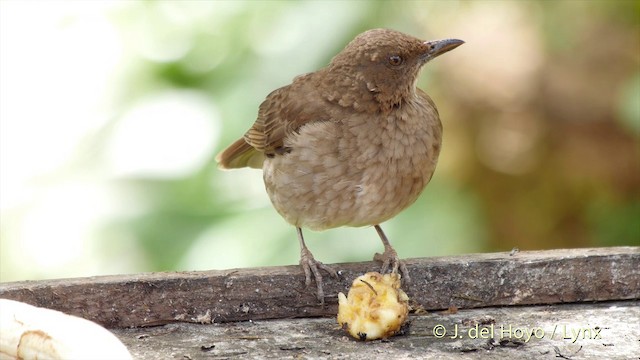 Black-billed Thrush (Drab) - ML201505021