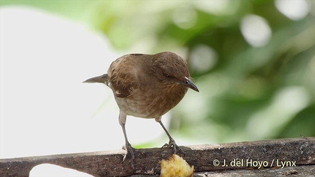 Black-billed Thrush (Drab) - ML201505031