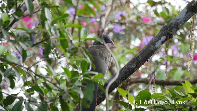 Colombian Chachalaca - ML201505041