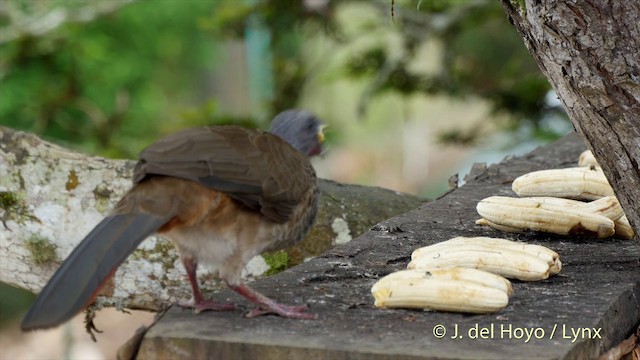 Chachalaca Colombiana - ML201505051