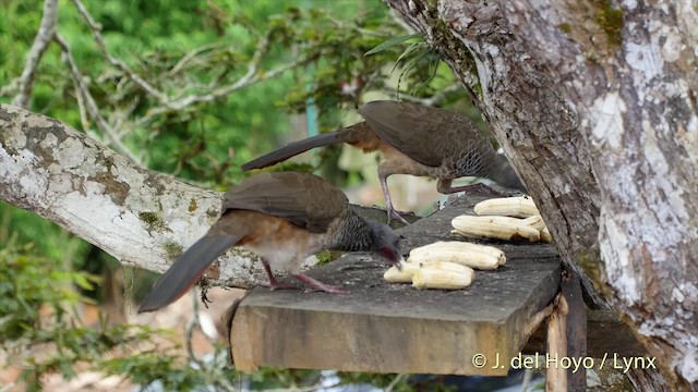 Colombian Chachalaca - ML201505061