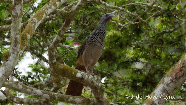 čačalaka kolumbijská - ML201505071