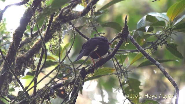 Glossy-black Thrush - ML201505081